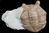 Asaphus Punctatus Trilobite - Russia #74673-3